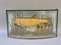 Lot 343 - Taxidermy