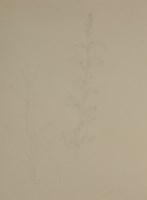 Lot 220 - Tom Wright (1921-1992)
A GROUP OF NINE BOTANICAL STUDIES
Seven biro and two pencil
51 x 38cm and smaller (9)

*Artist's Resale Right may apply to this lot.