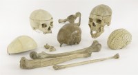 Lot 100 - Three human skulls