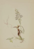 Lot 187 - Elizabeth Stone (1860-1883)
An album of ninety-one botanical watercolours