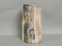 Lot 157 - A fossilised section of a tree