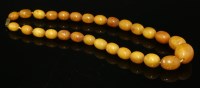 Lot 283 - A single row graduated butterscotch olive-shaped amber bead necklace