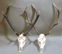 Lot 225 - A pair of roe deer antler head mounts