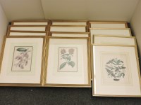 Lot 271 - A set of nine and five hand tinted botanical study prints
