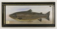 Lot 102 - Taxidermy: a brown trout