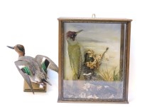 Lot 247 - Taxidermy