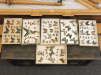 Lot 1403A - Four early 20th century large butterfly trays