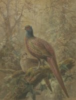 Lot 187 - Johannes Gerardus Keulemans (1842-1912)
PHEASANTS IN A WOODED LANDSCAPE
Signed and dated Oct 1907 l.l.