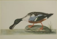 Lot 142 - Peter Paillou (c.1720-c.1790)
A SHOVELLER DUCK
Watercolour
38 x 54cm