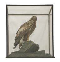 Lot 31 - A taxidermy specimen of a Golden Eagle (Aquila chrysaetos)