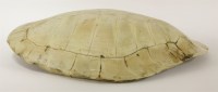 Lot 32 - A South American freshwater turtle shell