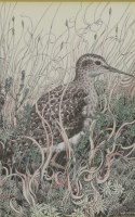 Lot 389 - Michael Warren (b.1938)
WOOD SANDPIPER
Signed and dated 1974 l.r. watercolour
23.5 x 14.5cm 

*Artist's Resale Right may apply to this lot.
