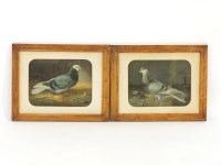 Lot 325 - A pair of embossed pigeon prints in maple frames