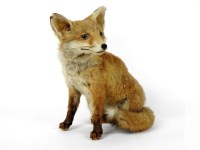 Lot 220 - A taxidermists study of a fox cub