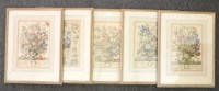 Lot 510A - Four 18th century hand-coloured botanic engravings