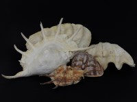Lot 167 - A selection of five shells
