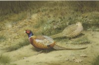 Lot 315 - Richard Robjent (b.1937)
A COCK AND HEN PHEASANT
Reproduction colour print