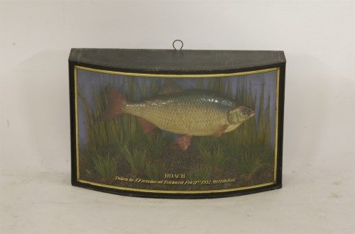 Lot 1507 - A taxidermy of a stuffed roach set in a bow fronted case
