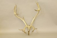 Lot 372 - A pair elk horns
Provenance:  Standen Hall