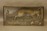 Lot 395 - A taxidermists study of a fox
