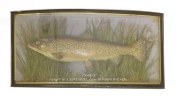Lot 427 - A taxidermy brown trout