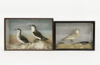 Lot 260 - A Victorian stuffed and mounted Sandpiper