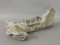 Lot 370 - A fossilised hippopotamus jaw