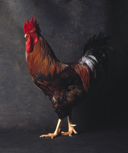 Lot 17 - Robert Dowling (b.1946)
'NEW HAMPSHIRE RED ROOSTER'
Archival inkjet print