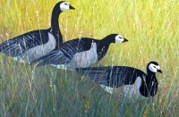 Lot 23 - Gerry Jones (b.1937)
'THREE BARNACLE GEESE WINTERING IN THE FIELDS OF HOLKHAM HALL' 
Acrylic on canvas 
51 x 76cm