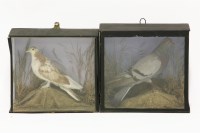 Lot 391 - Two Victorian taxidermy pigeons