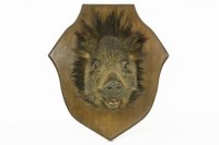 Lot 407 - A taxidermy boars head on a shield