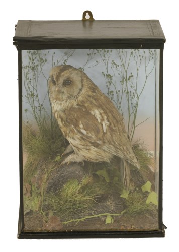 Lot 99 - A tawny owl (Strix aluco)