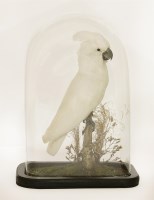 Lot 106 - A white cockatoo (Cacatua alba)