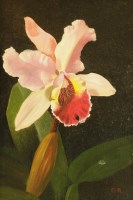 Lot 311 - Lizzie Riches (b.1950)
A CATTLEYA ORCHID
Signed with initials l.r.