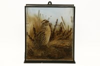 Lot 606 - A taxidermy quail on naturalistic ground in glazed case