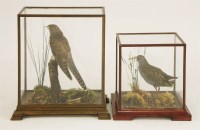 Lot 194 - Taxidermy: a water rail