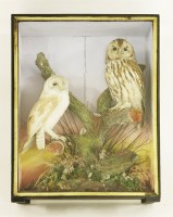 Lot 197 - Taxidermy: a barn owl and a tawny owl