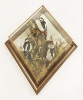 Lot 198 - Taxidermy: great spotted woodpeckers