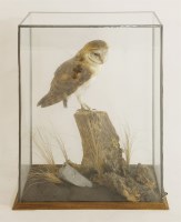 Lot 201 - Taxidermy: an African barn owl