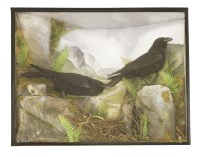 Lot 202 - Taxidermy: a pair of ravens