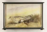 Lot 206 - Taxidermy: pallas sand grouse