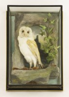 Lot 213 - Taxidermy: a barn owl