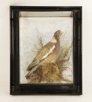 Lot 215 - Taxidermy: an abberation wood pigeon