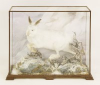 Lot 216 - Taxidermy: a mountain hare