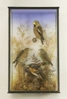 Lot 218 - Taxidermy: hawfinch and crossbills