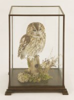 Lot 222 - Taxidermy: a tawny owl