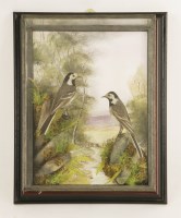Lot 223 - Taxidermy: a pair of pied wagtails