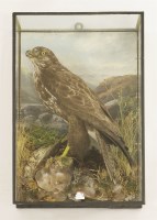 Lot 225 - Taxidermy: a common buzzard with prey