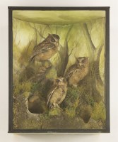 Lot 229 - Taxidermy: Sundas scops owls
