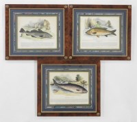 Lot 435 - A collection of six educational fish prints